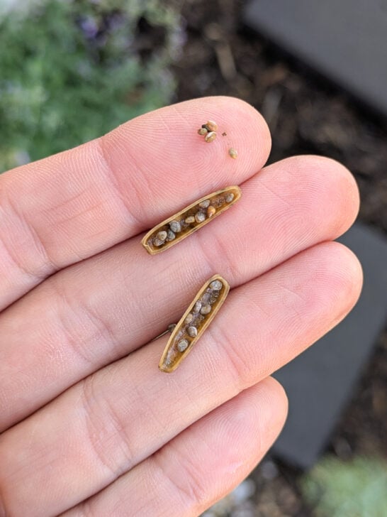 How to Save Arugula Seeds
