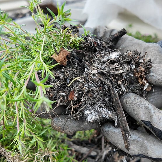 digging up perennial phlox