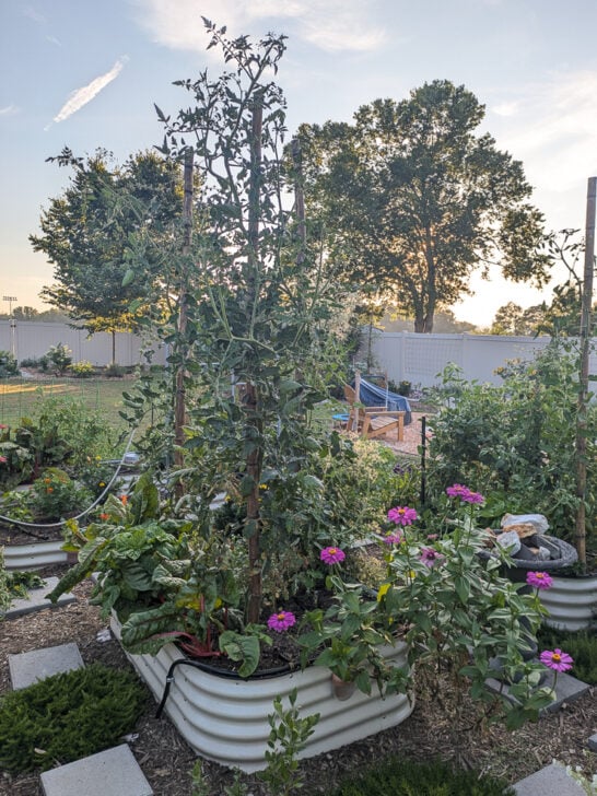Two Ways I’m Trellising Tomatoes