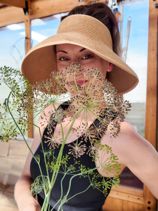 How to Save Dill Seeds