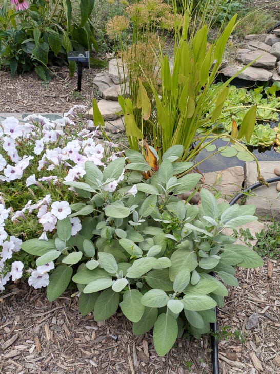 Why I Love Growing Sage