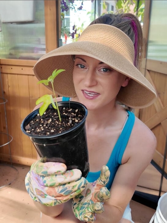 Propagating Maypop Cuttings