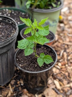 potted raspberry propagation