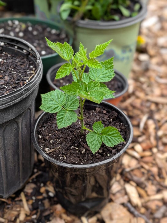 How to Propagate Raspberries