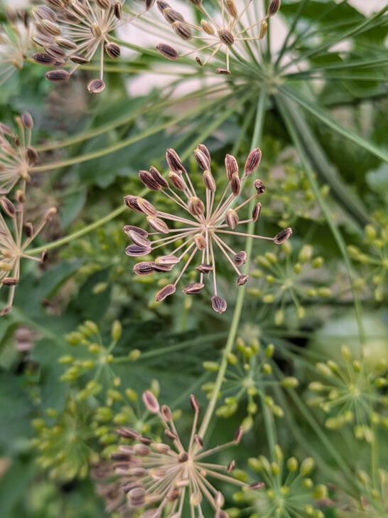 How to Save Dill Seeds