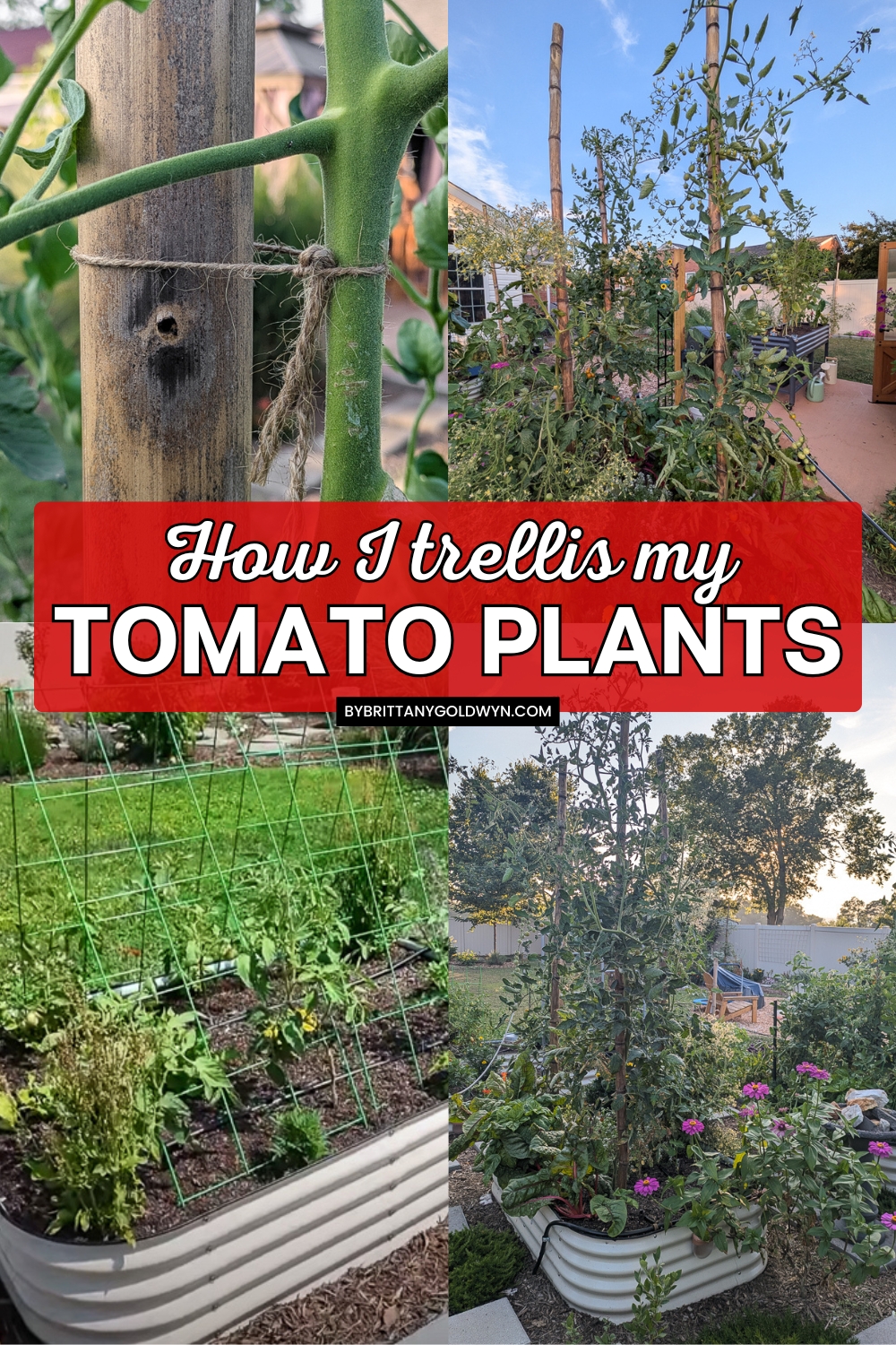 collage that says how I trellis my tomato plants with pictures of plants