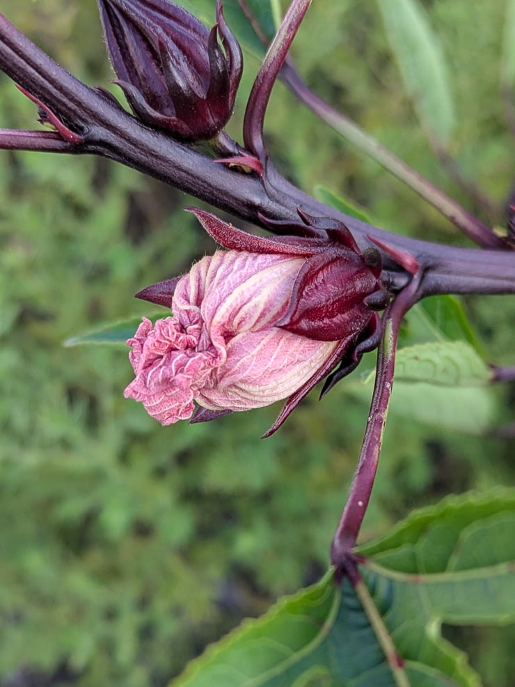 hibiscus sabdariffa flower