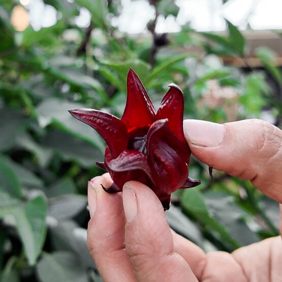 hibiscus sabdariffa roselle