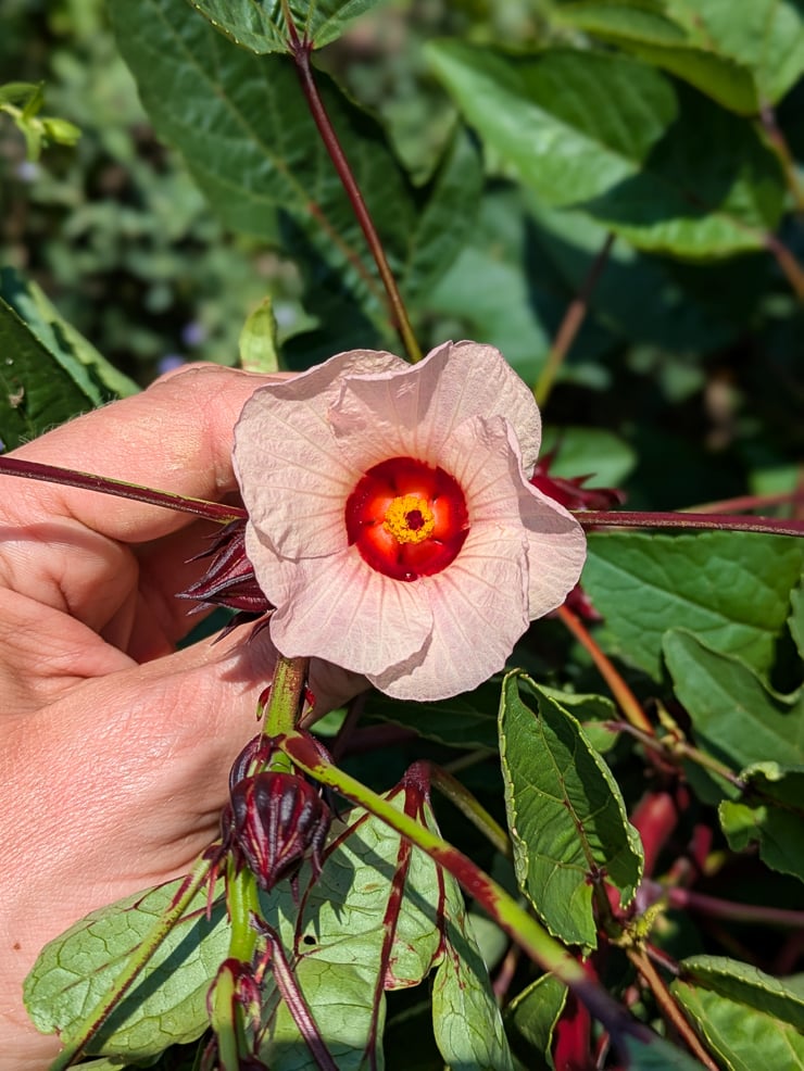 hibiscus sabdariffa flower