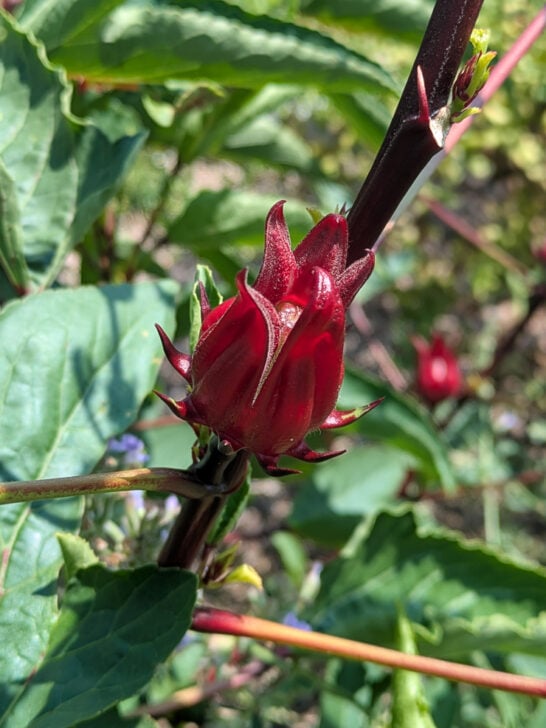 Growing Hibiscus Sabdariffa (Roselle)