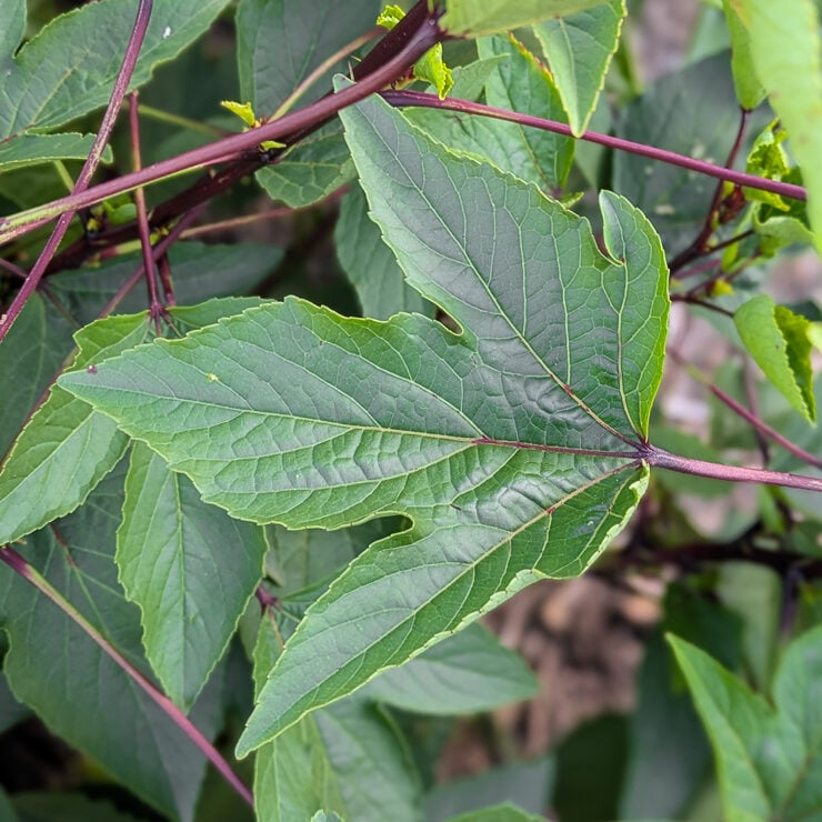 hibiscus sabdariffa leaf