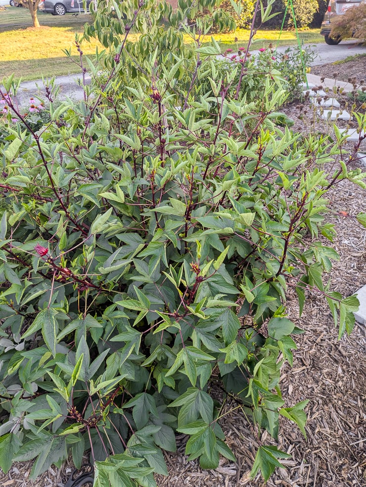 roselle hibiscus plant