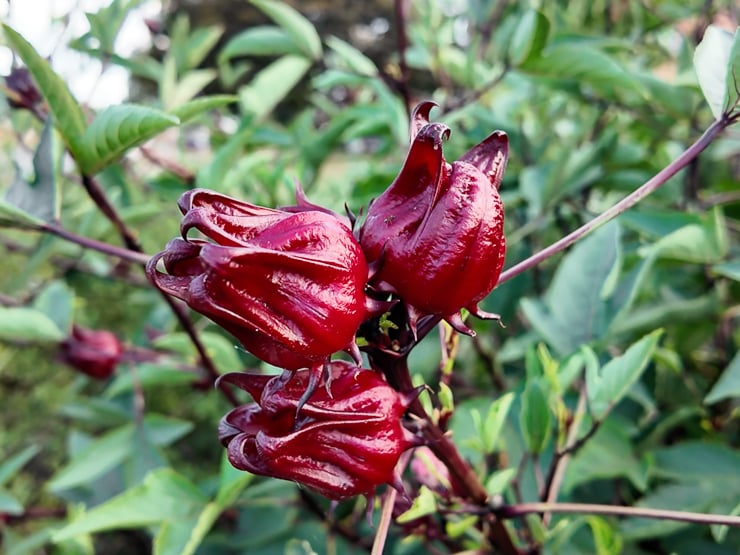 hibiscus sabdariffa calyxes