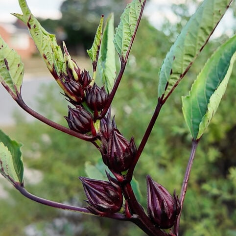 calyxes on a hibiscus sabdariffa