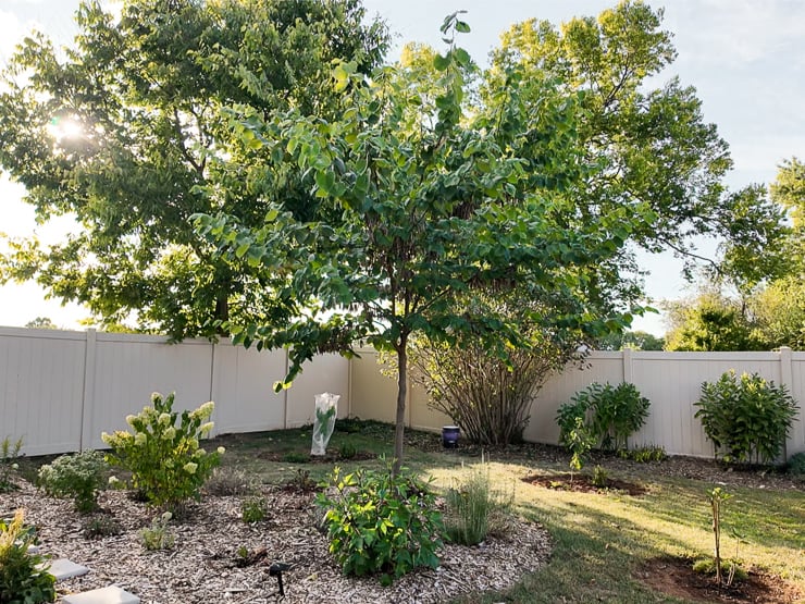 plants in a backyard