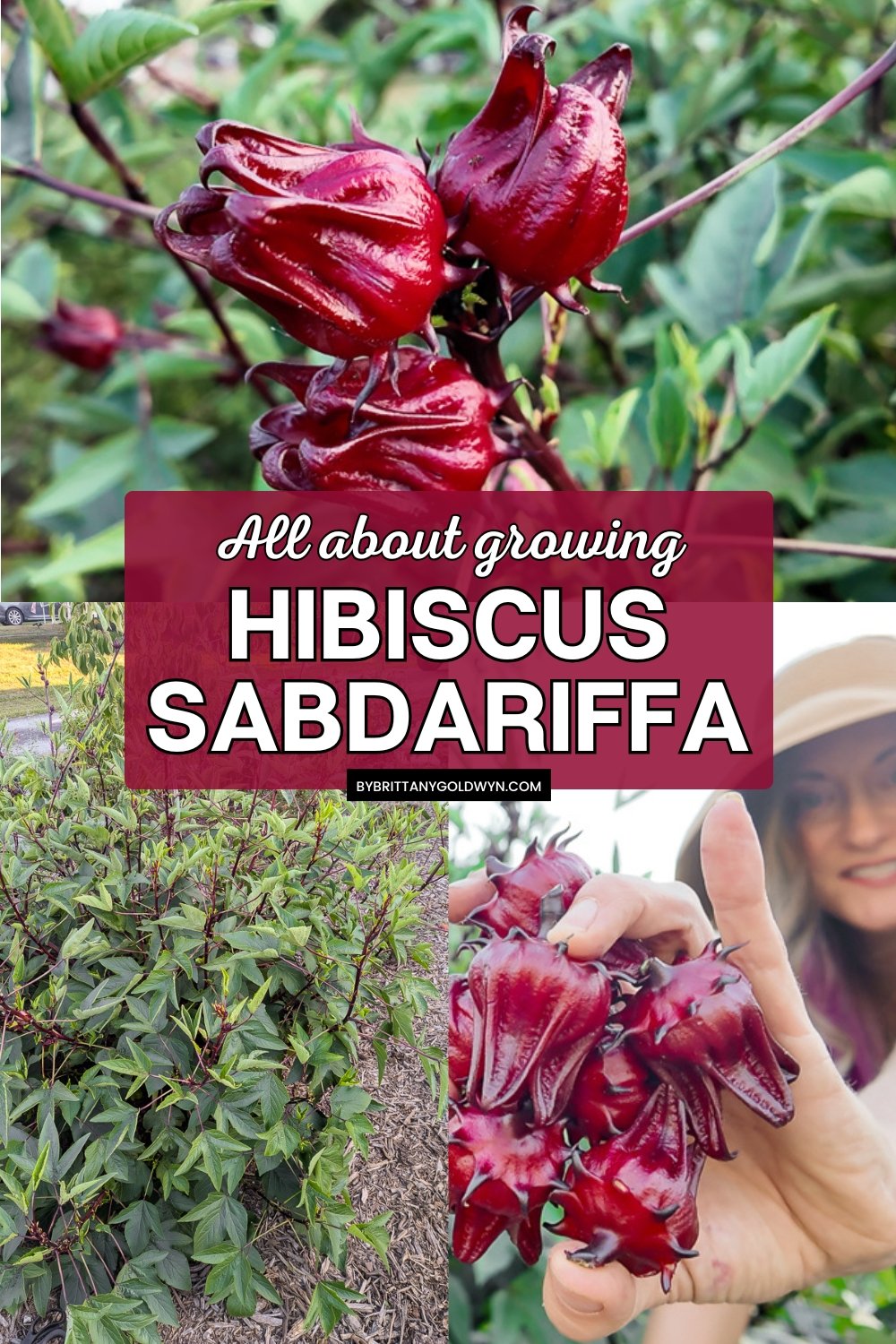 collage that says all about growing hibiscus sabdariffa with pictures of the plant
